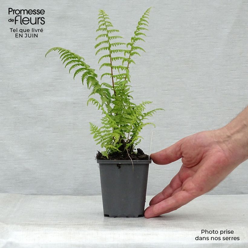 Athyrium filix-femina Rotstiel - Lady Fern 8/9 cm pot sample as delivered in summer
