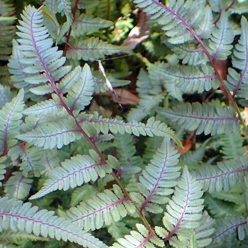 Athyrium niponicum Burgundy Lace - Painted Fern (Foliage)