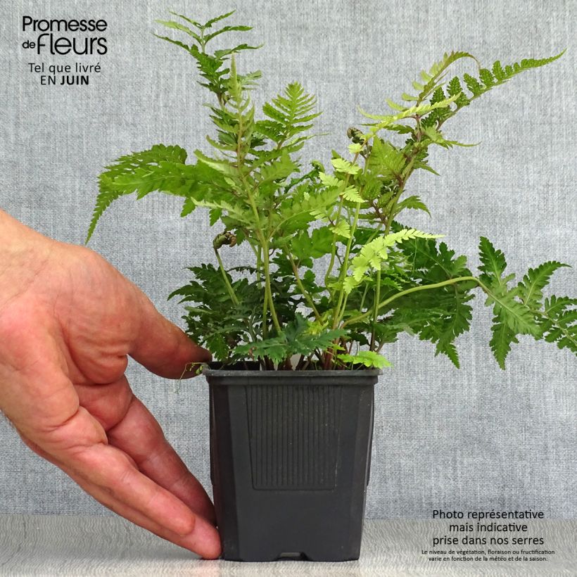 Athyrium niponicum var. pictum - Painted Fern 8/9 cm pot sample as delivered in summer