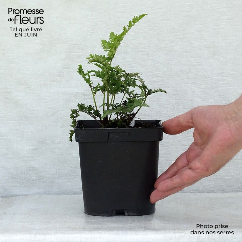 Athyrium niponicum Ursulas Red - Painted Fern 8/9 cm pot sample as delivered in summer