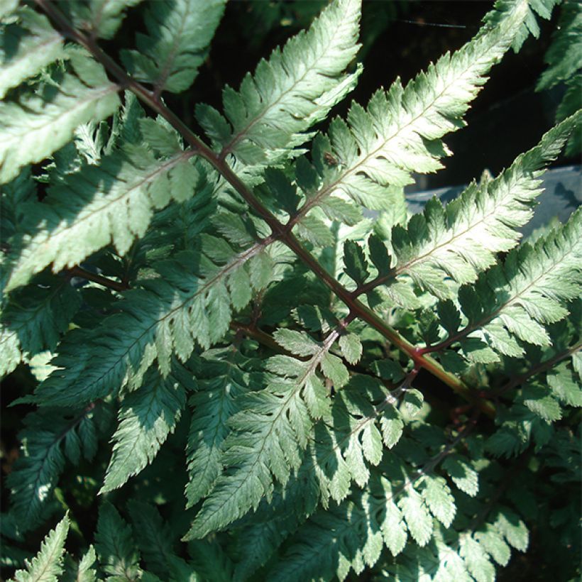 Athyrium niponicum Ursulas Red - Painted Fern (Foliage)