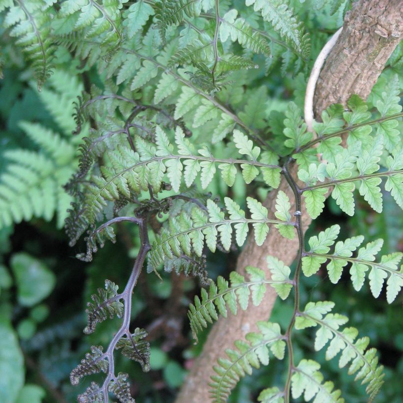 Athyrium otophorum var. okanum - Eared Lady Fern (Foliage)