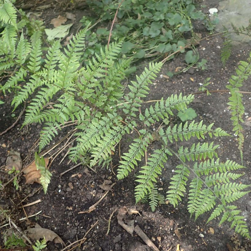 Athyrium vidalii - Lady Fern (Foliage)