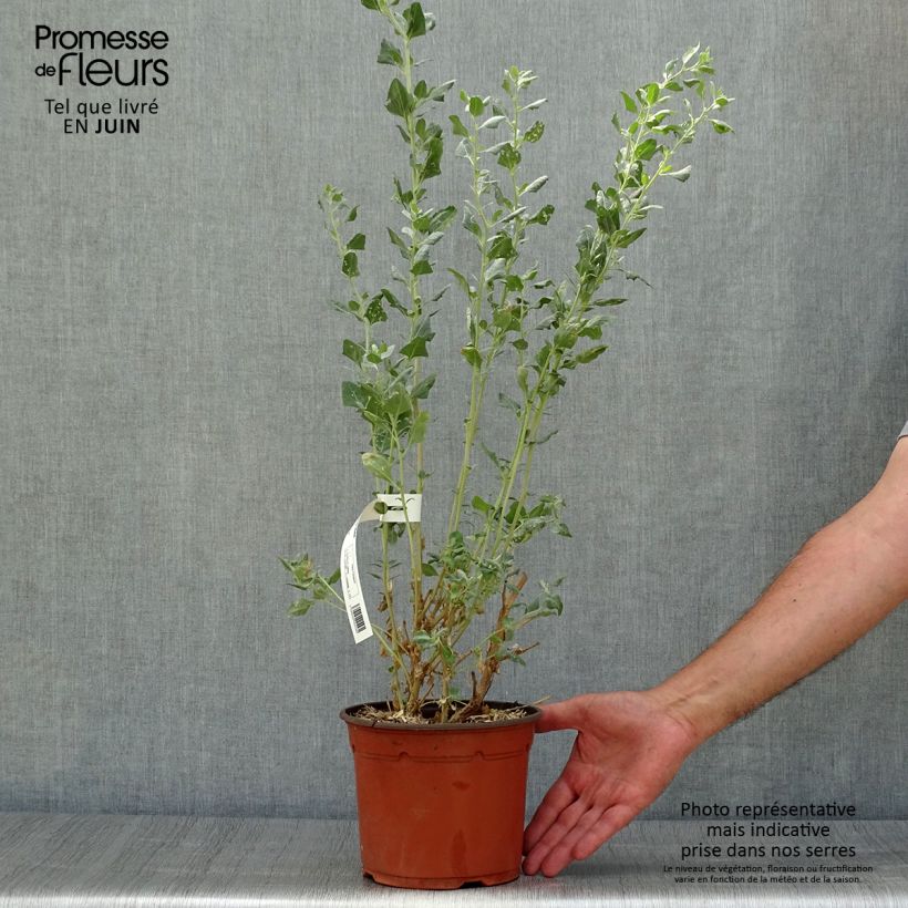 Atriplex halimus 1.5L/2L pot sample as delivered in summer