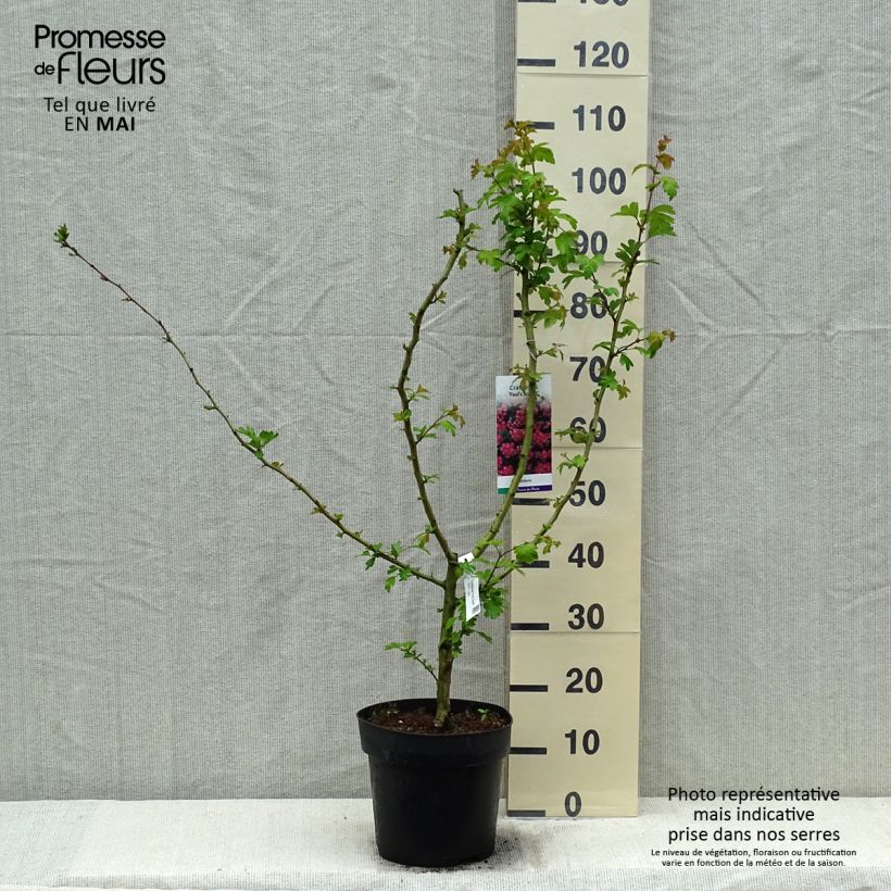 Crataegus laevigata Pauls Scarlet - Hawthorn 7.5L/10L potShipped height around 90/120cm sample as delivered in spring