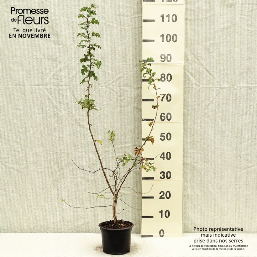 Crataegus laevigata Pauls Scarlet - Hawthorn Bare root sample as delivered in autumn