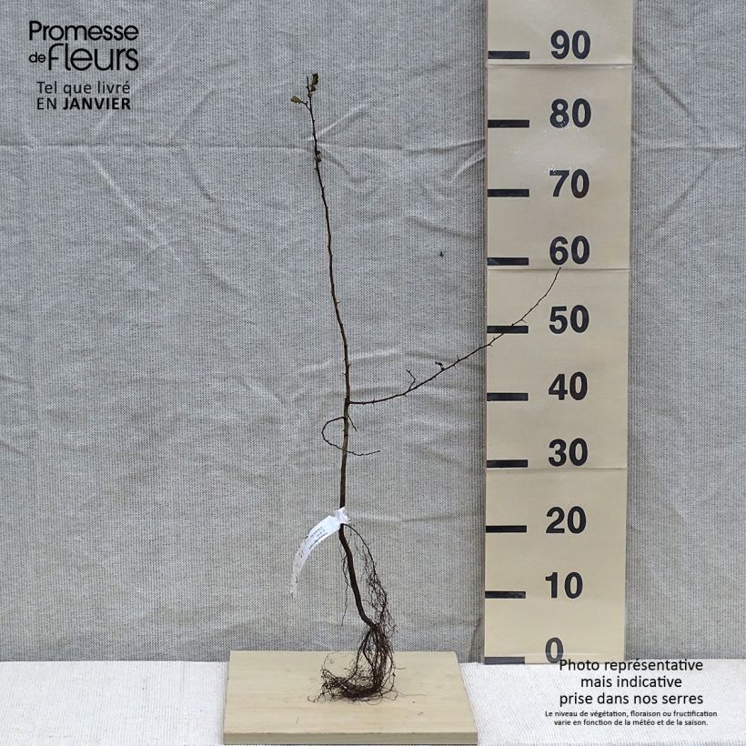 Crataegus monogyna - Hawthorn Bare root sample as delivered in winter
