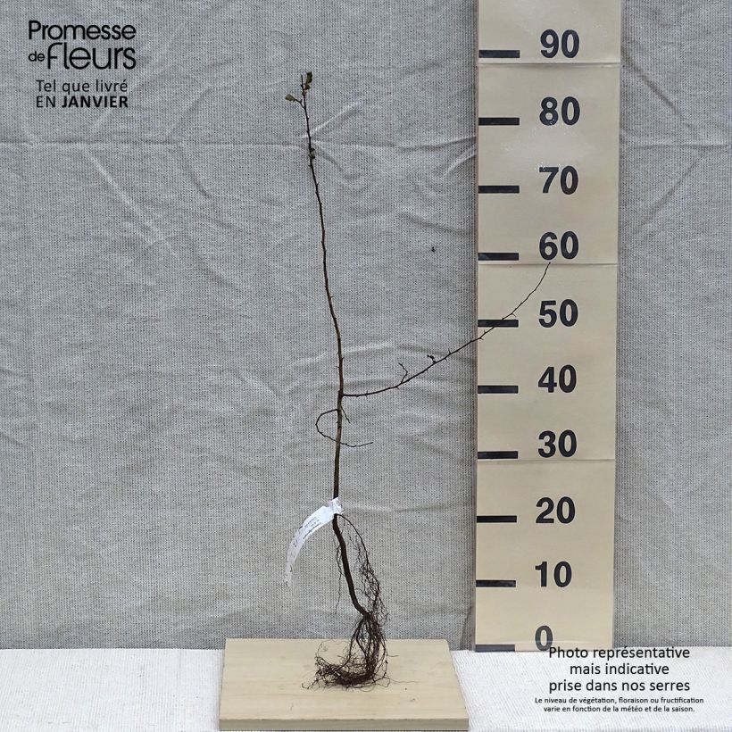 Crataegus monogyna - Hawthorn sample as delivered in winter