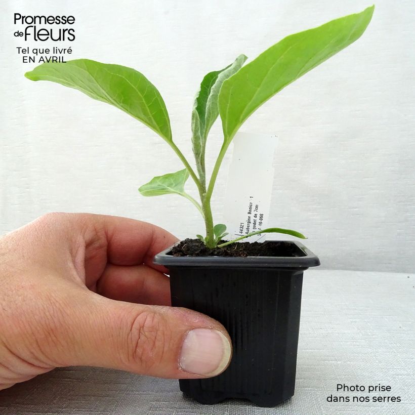 Aubergine Baluroi F1 7/8 cm pot sample as delivered in spring