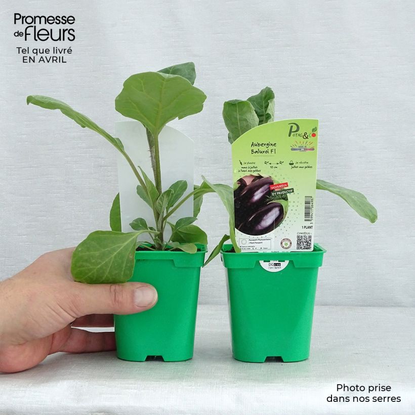 Aubergine Baluroi F1 10cm/11cm pot sample as delivered in spring