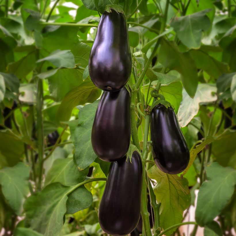 Aubergine Black Beauty - Ferme de Sainte Marthe seeds (Plant habit)