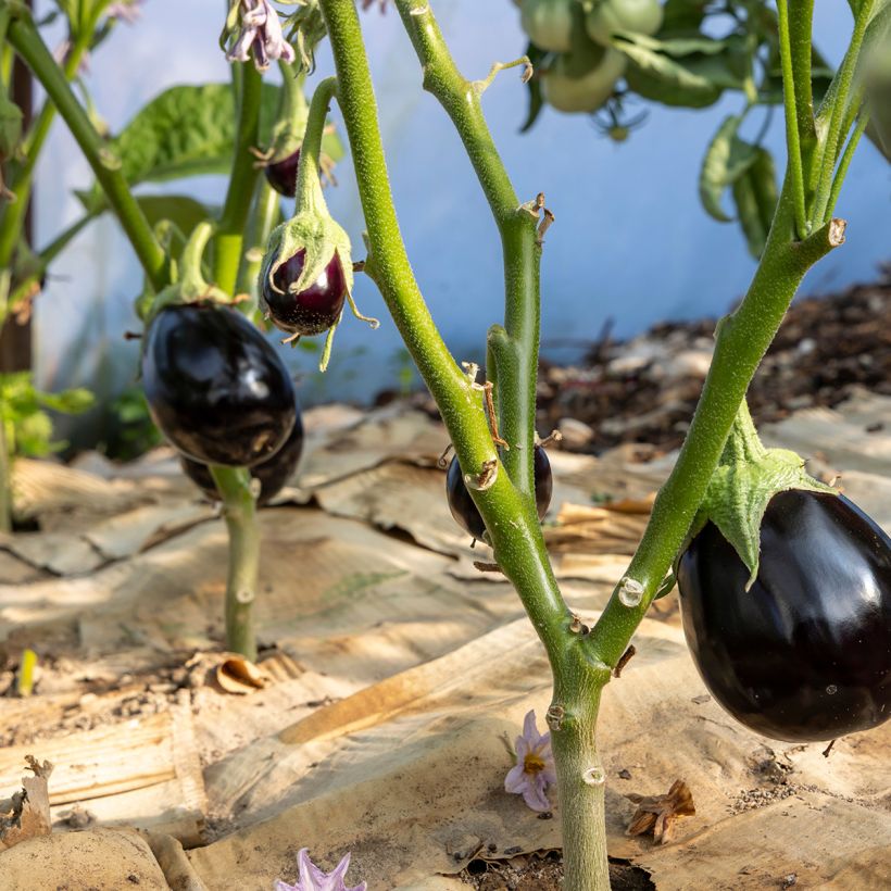 Aubergine Bonica F1 - Eggplant (Plant habit)