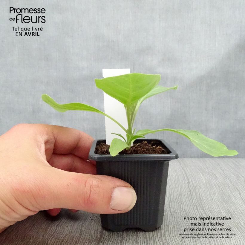 Aubergine Bonica F1 Seedlings 7/8 cm pot sample as delivered in winter