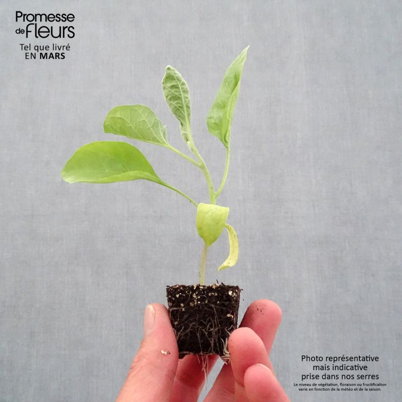 Aubergine Bonica F1 Seedlings Plug plant 3/4cm sample as delivered in spring