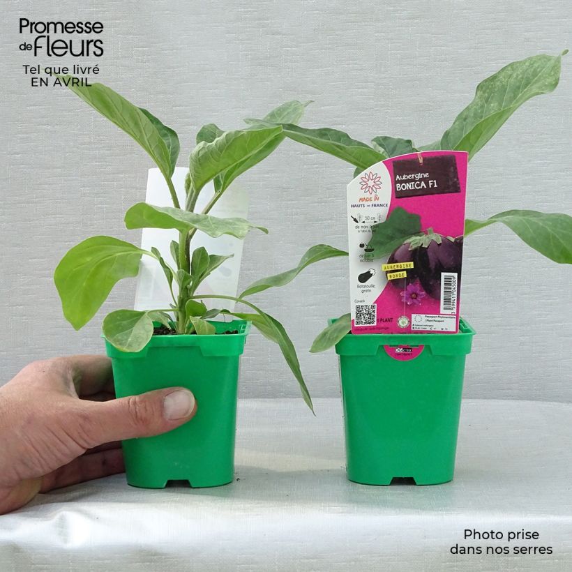 Aubergine Bonica F1 Seedlings 10cm/11cm pot sample as delivered in spring