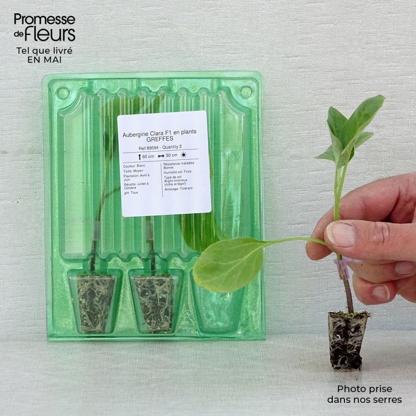 Aubergine Clara F1 in GRAFTED plants Plug plant 3/4cm sample as delivered in spring