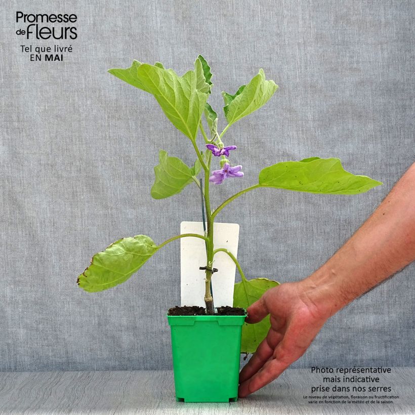 Aubergine Clara F1 in GRAFTED plants 8/9 cm pot sample as delivered in spring