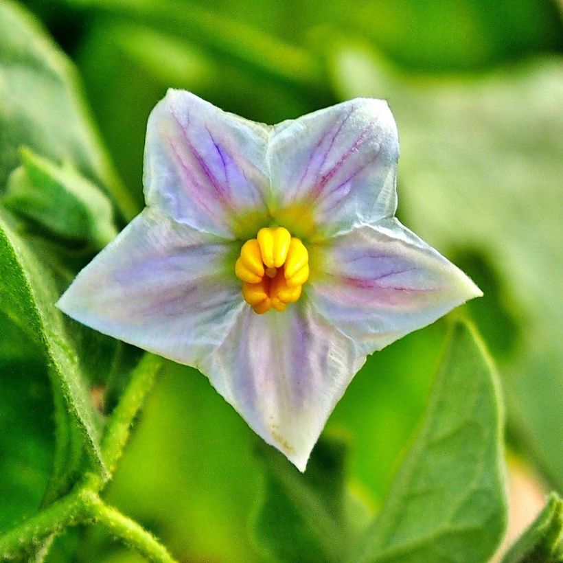 Aubergine Classic hybrid F1 (Flowering)