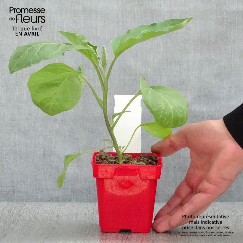 Aubergine Classic hybrid F1 10cm/11cm pot sample as delivered in spring