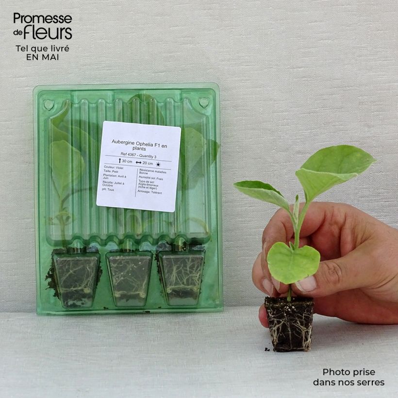 Aubergine Ophelia F1 Plants Plug plant 3/4cm sample as delivered in spring