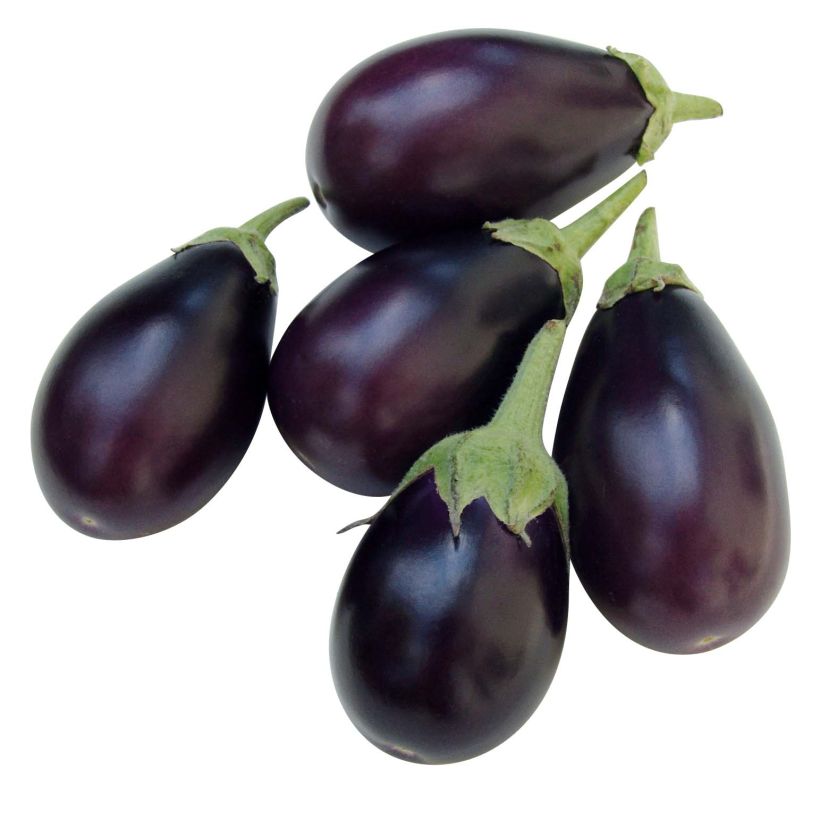 Aubergine Ophelia F1 Plants (Harvest)