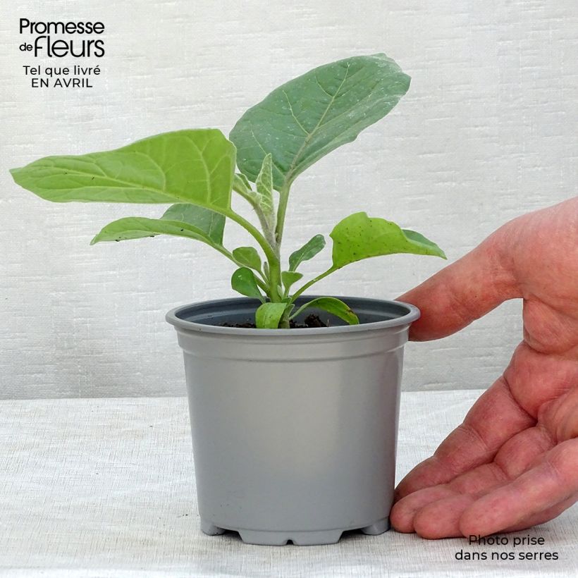Aubergine Ophelia F1 Plants 8/9 cm pot sample as delivered in spring