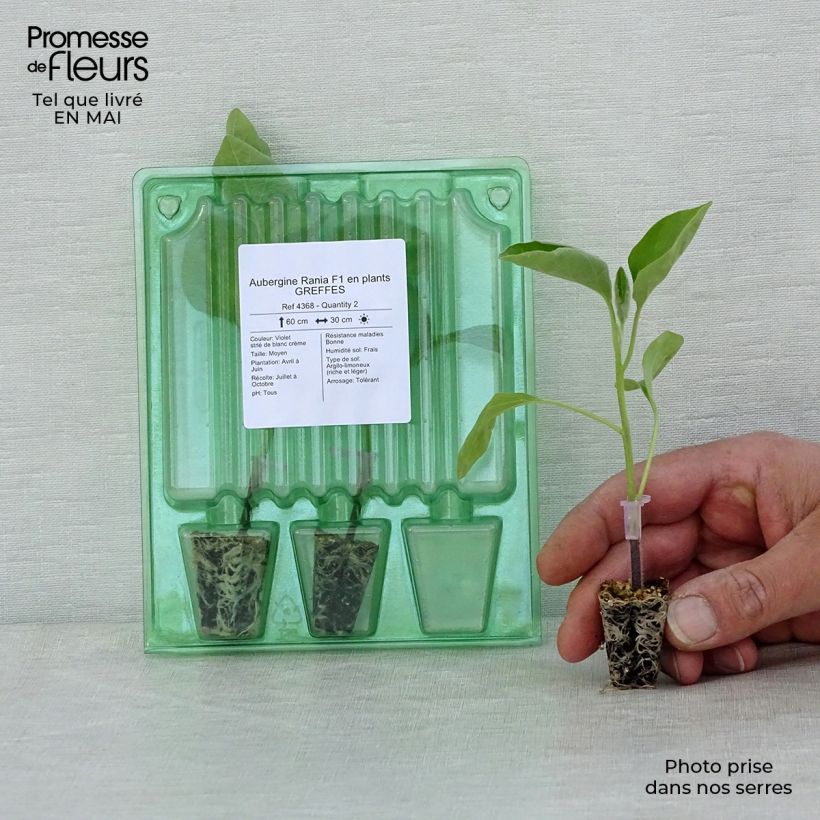 Aubergine Rania F1 in GRAFTED seedlings Plug plant 3/4cm sample as delivered in spring