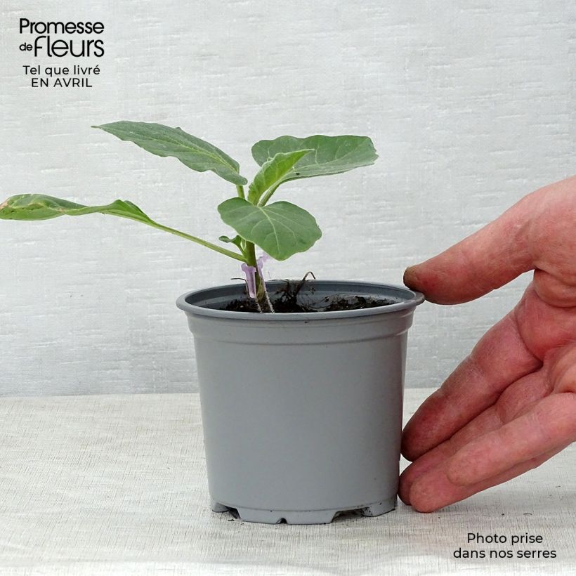 Aubergine Rania F1 in GRAFTED seedlings 8/9 cm pot sample as delivered in spring
