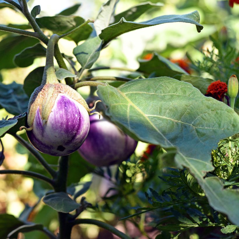 Aubergine Rotonda Bianca Sfumata Di Rosa - Ferme de Sainte Marthe seeds (Plant habit)