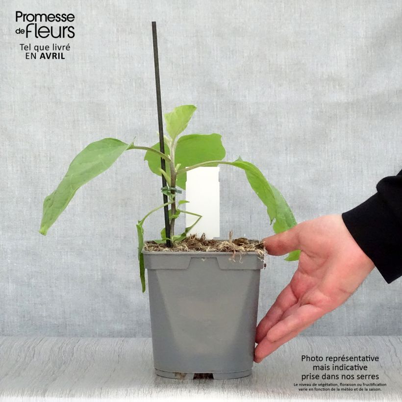 Aubergine Sultane grafted plants 10cm/11cm pot sample as delivered in spring