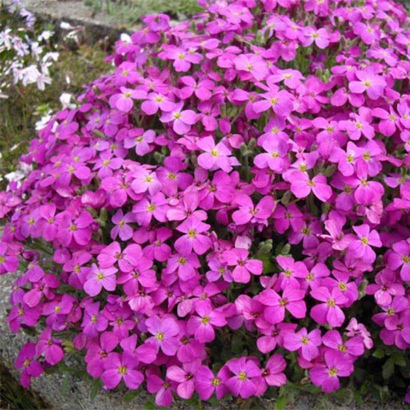 Aubrieta Bressingham Red (Plant habit)