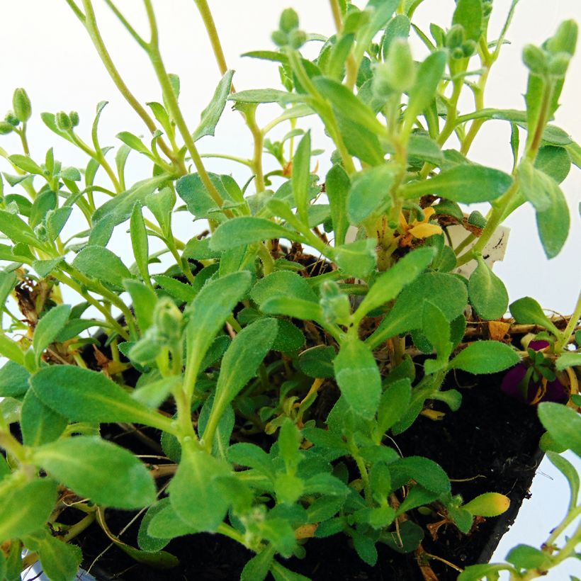 Aubrieta Bressingham Red (Foliage)