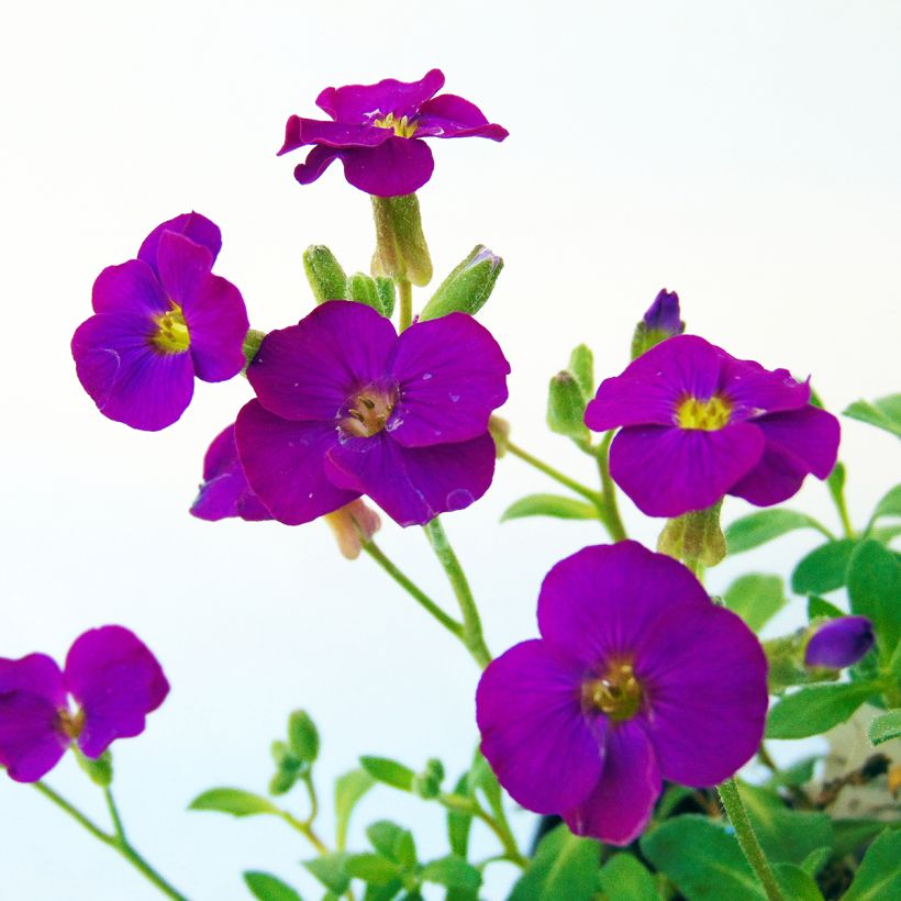 Aubrieta Bressingham Red (Flowering)