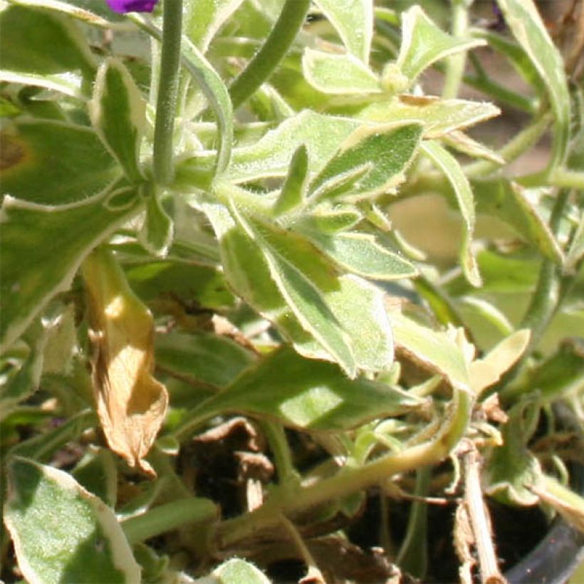 Aubrieta Dr Mules Variegated (Foliage)