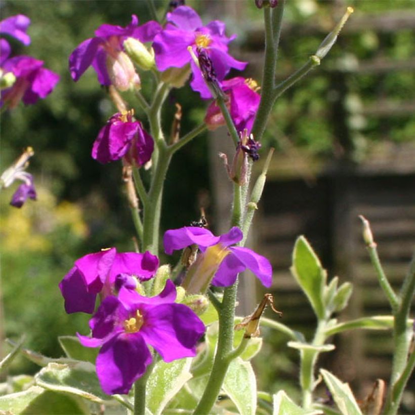 Aubrieta Dr Mules Variegated (Flowering)