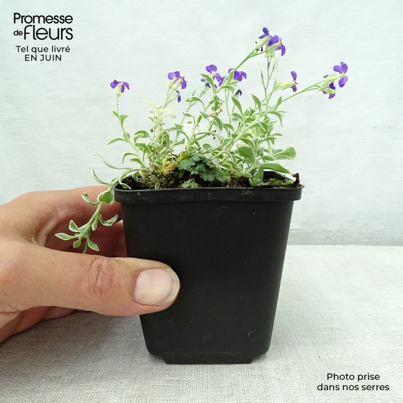 Aubrieta Dr Mules Variegated 8/9 cm pot sample as delivered in summer