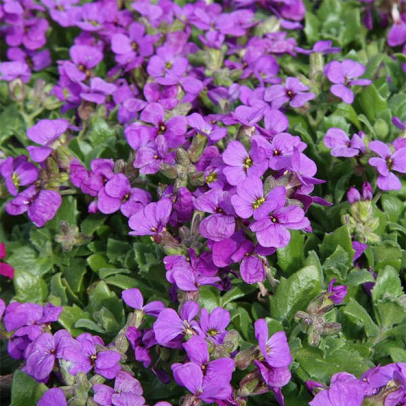 Aubrieta Hamburger Stadtpark (Flowering)