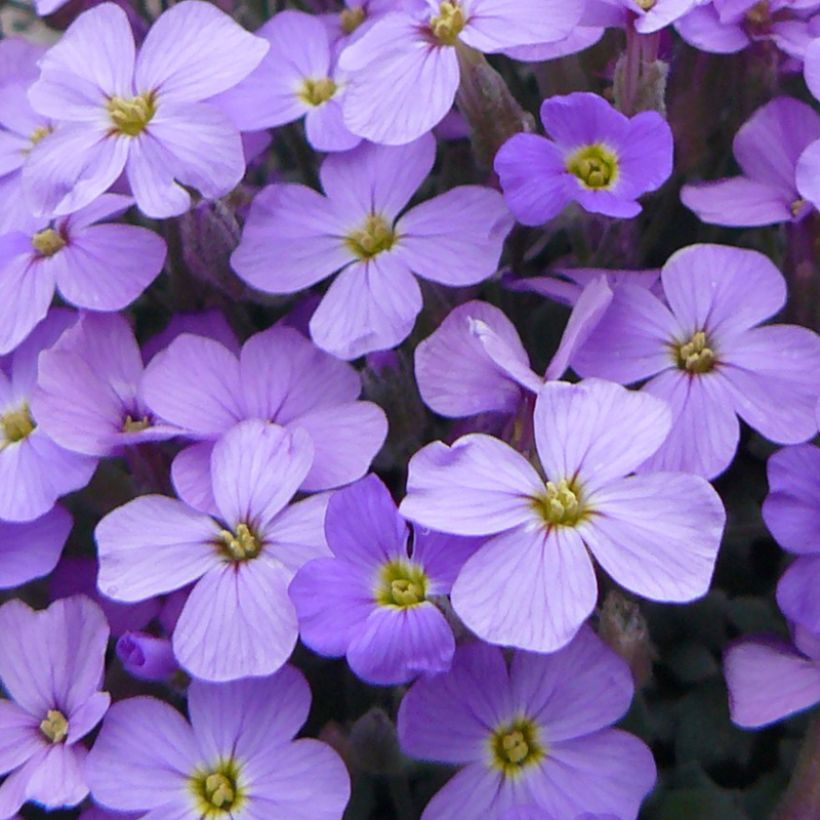 Aubrieta Novalis Blue (Flowering)