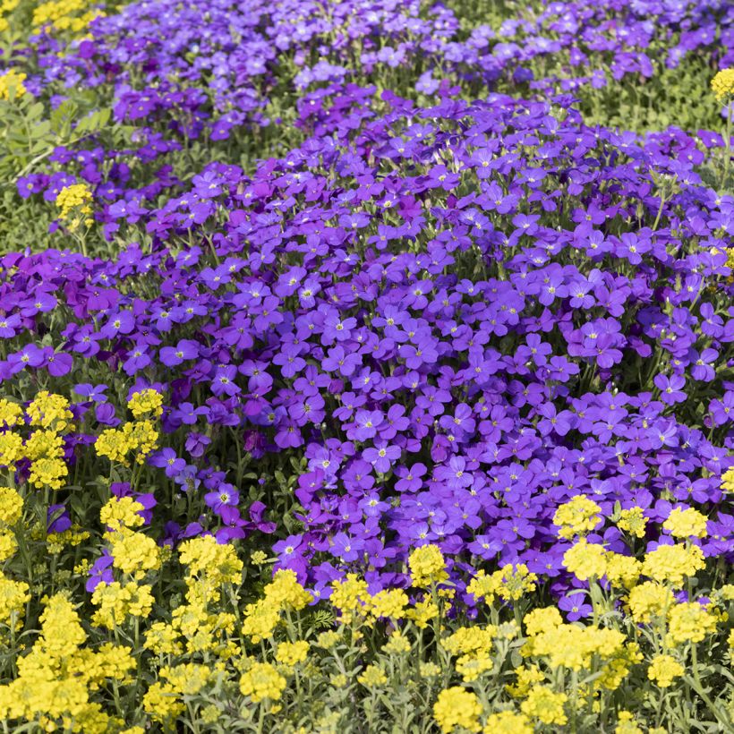 Aubrieta Cascade Purple (Plant habit)