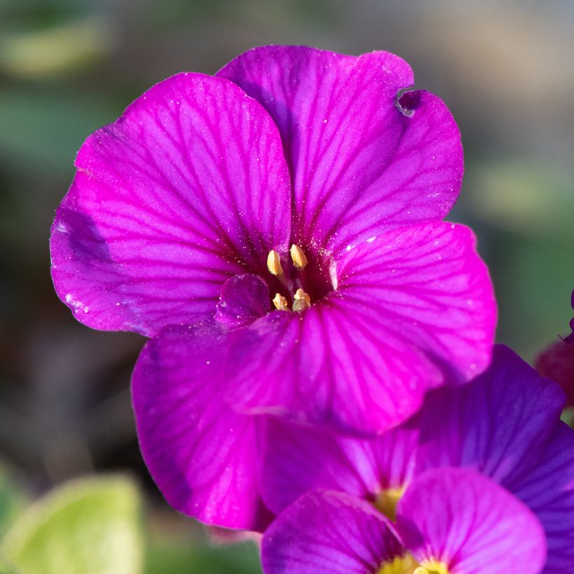 Aubrieta Elsa Lancaster (Flowering)