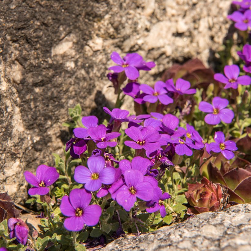 Aubrieta Elsa Lancaster (Plant habit)