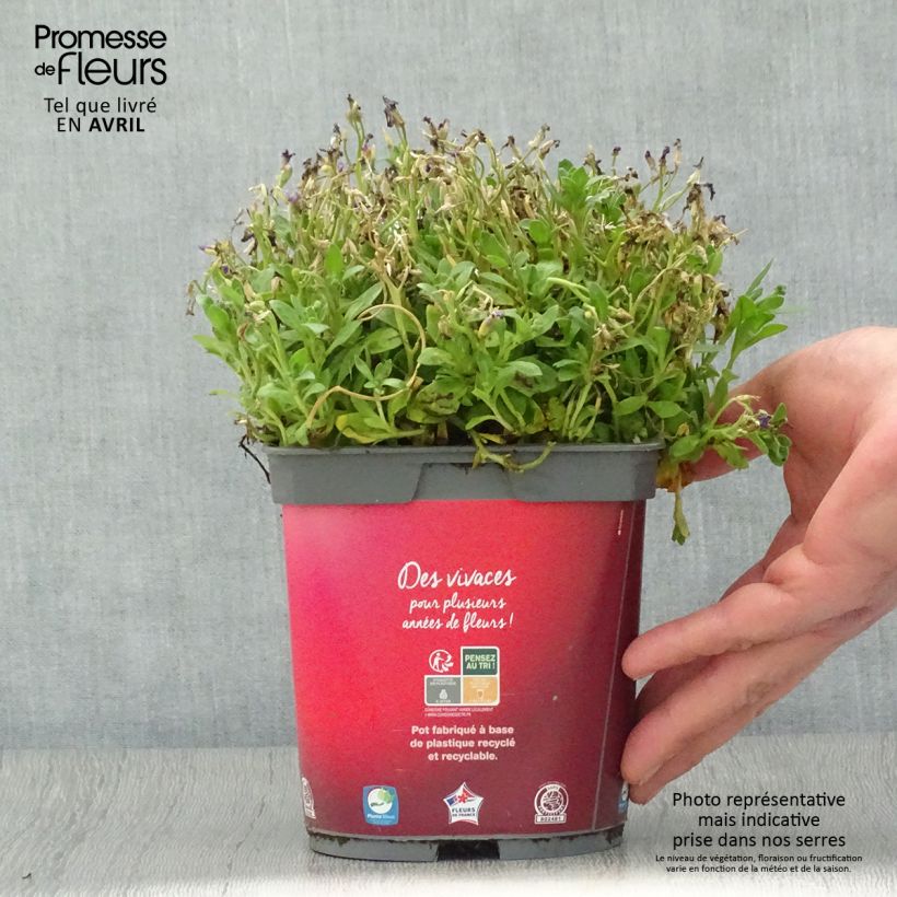 Aubrieta gracilis Rose-Red 2L/3L pot sample as delivered in spring