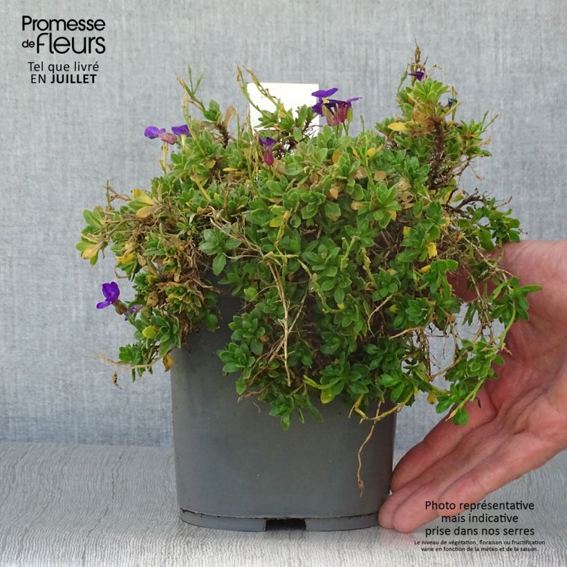 Aubrieta gracilis Kitte Blue 2L/3L pot sample as delivered in summer