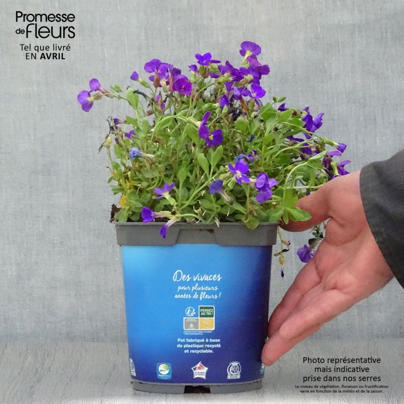 Aubrieta gracilis Kitte Blue sample as delivered in spring