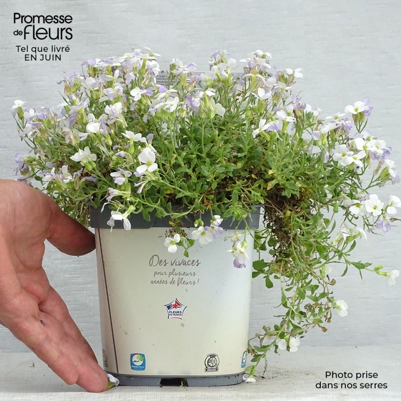 Aubrieta gracilis Kitte White 2L/3L pot sample as delivered in summer