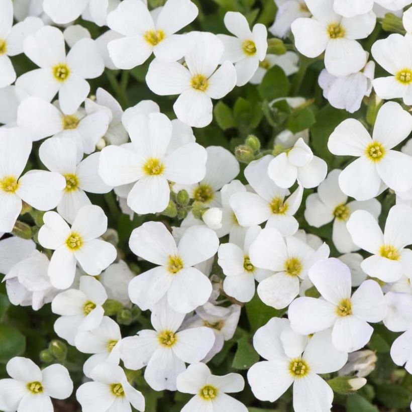 Aubrieta gracilis Kitte White (Flowering)