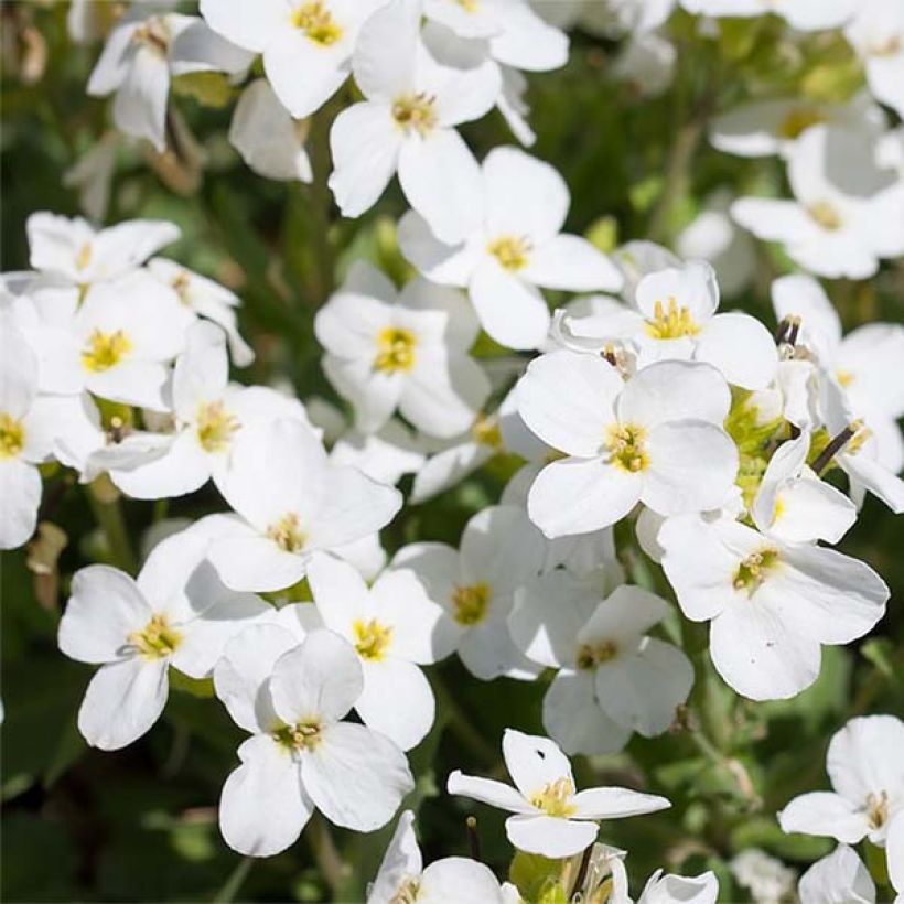 Aubrieta Fiona (Flowering)