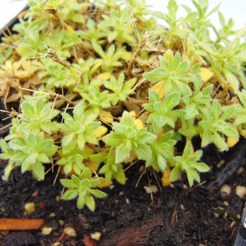 Aubrieta Fiona (Foliage)