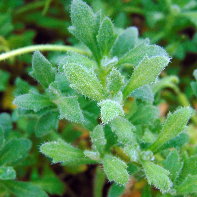 Aubrieta Cascade Blue (Foliage)