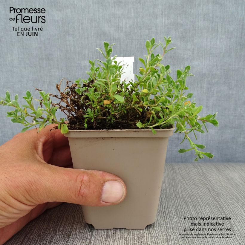 Aubrieta Cascade Blue 8/9 cm pot sample as delivered in summer